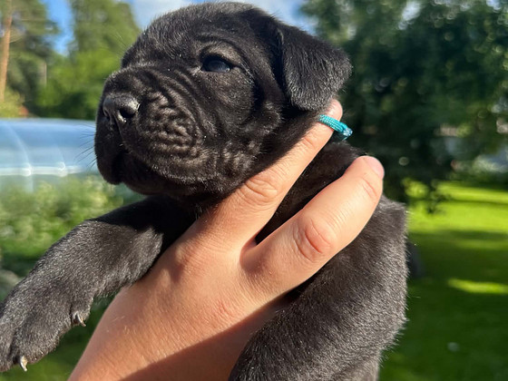 Cane Corso