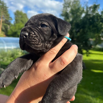 Cane Corso