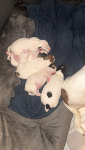 Jackrussellinterrierin pennut / Jack Russel terrier (1 valokuva sivusta 10)