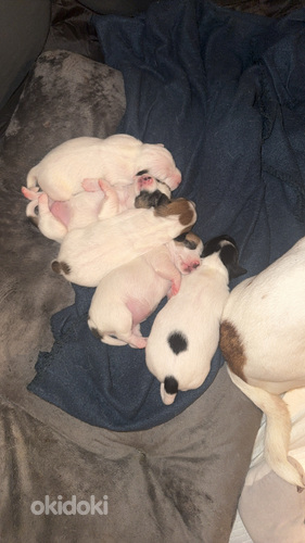 Jackrussellinterrierin pennut / Jack Russel terrier
