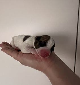 Jackrussellinterrierin pennut / Jack Russel terrier (5 valokuva sivusta 10)