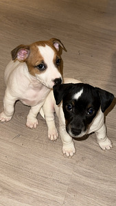 Jackrussellinterrierin pennut / Jack Russel terrier (9 valokuva sivusta 10)