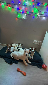 Jackrussellinterrierin pennut / Jack Russel terrier (10 valokuva sivusta 10)