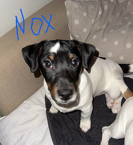 Jackrussellinterrierin pennut / Jack Russel terrier (2 valokuva sivusta 7)