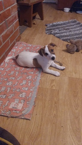 JACK RUSSELLI TERJERI KUTSIKAD (1 foto / 2)