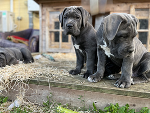 Cane corso kutsikas (3 foto / 9)