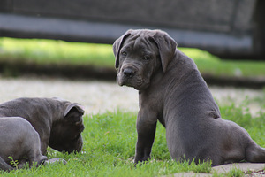 Cane corso kutsikas (8 foto / 9)