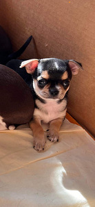 Chihuahua (1 foto / 3)