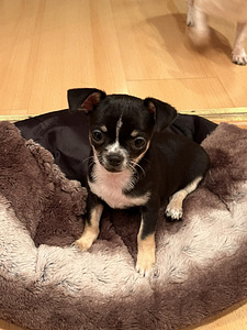 Chihuahua kutsikad (3 foto / 6)