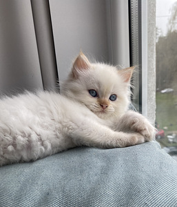 Šikk Briti kassipoeg (3 foto / 6)