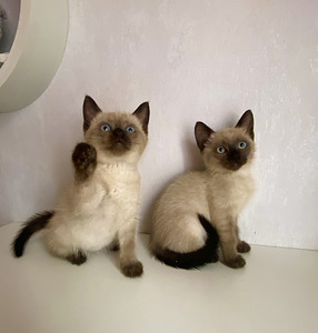 Ilusad Tai kassipojad (5 foto / 6)