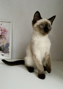 Väga ilus Thai kassipoeg (2 foto / 4)