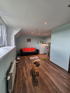 Lemmikloomade hotell - Pet Villa (3 foto / 10)