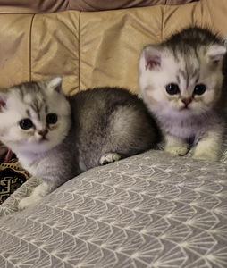 4 Briti lühikarvalist kassipoega (1 foto / 2)