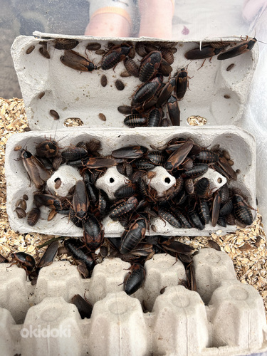 Argentiina prussakad Dubia