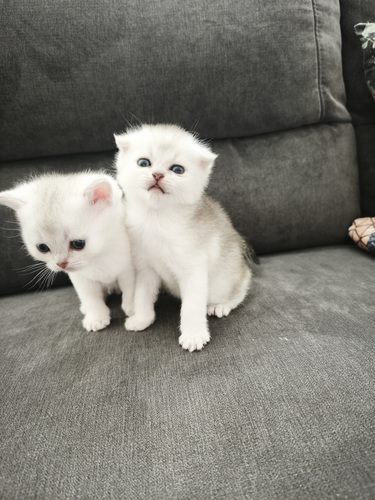 Scottish straight fold