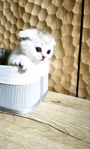 Scottish straight fold