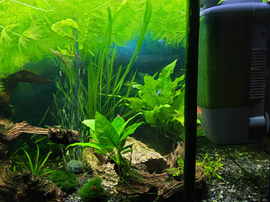 Akvaarium 125l. (2 foto / 9)