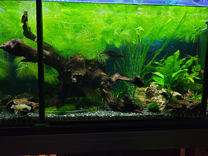 Akvaarium 125l. (4 foto / 9)