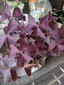 Oxacalis (1 foto / 1)