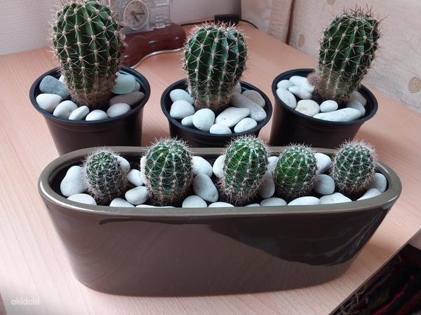 Kaktused (foto #1)