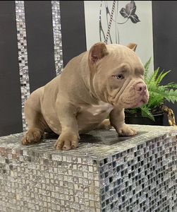 American Bully (4 foto / 9)