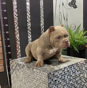 American Bully (5 foto / 9)