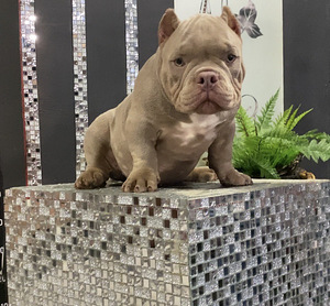 American Bully (7 foto / 9)