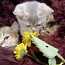 Британские короткошерстные котята (фото #4)