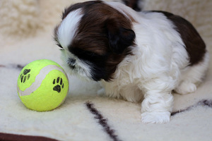 Shih tzu kutsikad (4 foto / 4)