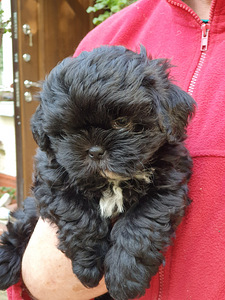 Shih Tzu kutsikad (5 foto / 8)