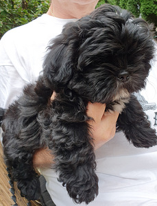 Shih Tzu kutsikad (5 foto / 9)