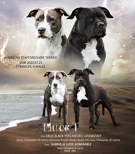 Американский стффордширский терьер (10 фото из 10)