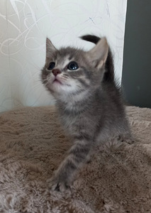 Котята (9 фото из 10)