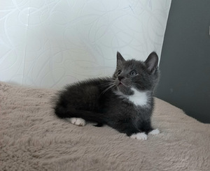 Котята (7 фото из 10)