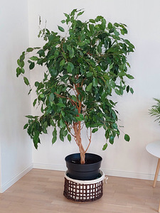 Bensoe viigipuu. 165 cm. (broneritud) (3 foto / 3)