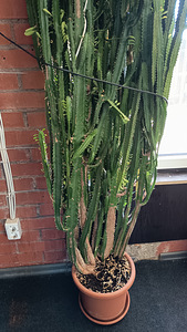 Euphorbia trigona, Kolmekandiline piimalill (1 foto / 2)