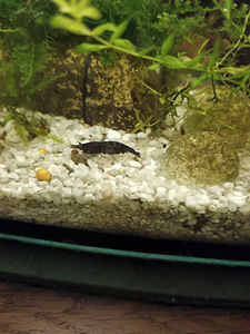 Erinevad taimed.Neocaridina krevetid.Kalad.Smart post (6 foto / 10)