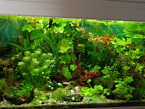 Erinevad taimed.Neocaridina krevetid.Kalad.Smart post (1 foto / 10)