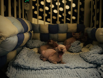 Don sphynx