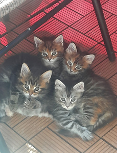 Maine coon kassipojad/ sündinud 04.07.23 (1 foto / 2)