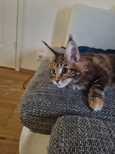 Maine coon (1 фото из 3)