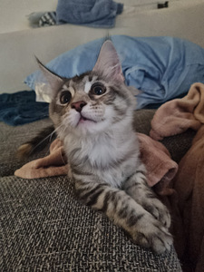Maine coon (2 фото из 3)