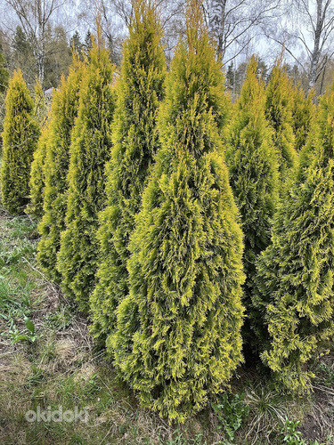 Elupuu Golden Smaragd 180-200cm