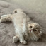 Очень красивый котенок СкоттиШ Фолд (фото #2)