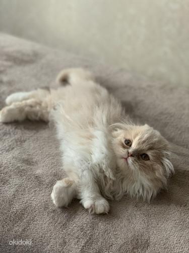 Очень красивый котенок СкоттиШ Фолд (фото #2)