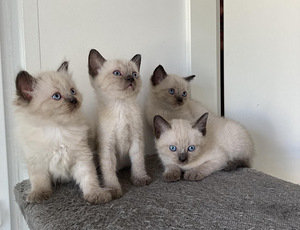 Очень милые сиамские котята (1 фото из 4)