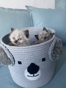 Замечательные тайские котята (3 foto / 9)