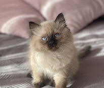 Остался последний красивый Тайский котёнок