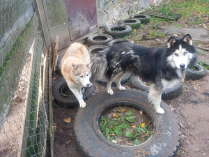 SIBERIAN HUSKY (1 foto / 2)